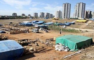 Çukurova’da kurban satış yerleri belirlendi