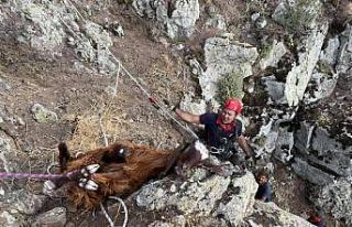 Dağlık alanda 10 gündür mahsur kalan keçiler...