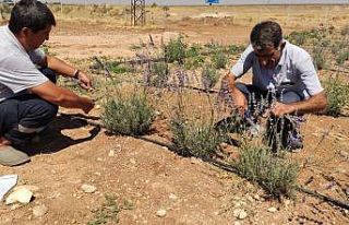 Daha önce terörle anılan topraklarda artık lavanta...