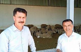 Damızlık koç deposu hayvan dağıtımına hazır