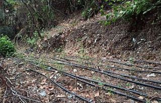 Damlama sulamayla uyuşturucu yetiştirmiş