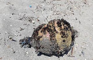 Denizden çıkan cisim tatilcileri korkuttu