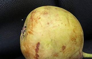 Denizli’de nadir rastlanan Udumbara çiçeği görüldü