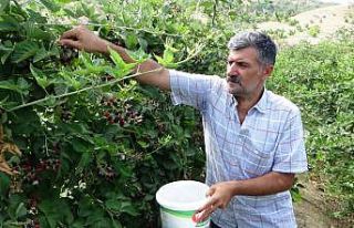 Devlet desteğiyle ekilen böğürtlen bahçelerinde...