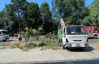 Devrilen ağaçtan saniyelerle kurtuldular
