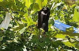 Dilek ağacı maske ağacına döndü