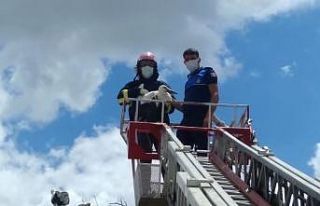 Direkte mahsur kalan leyleği itfaiye kurtardı