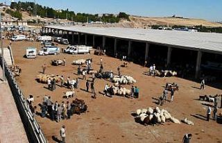 Diyarbakır Hayvan Borsasında beklenen hareketlilik...
