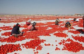 Diyarbakır’ın kurutulmuş domatesleri dünyaya...