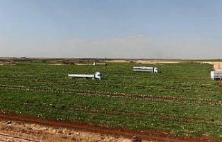 Diyarbakır’ın tescilli karpuzunda hasat zamanı