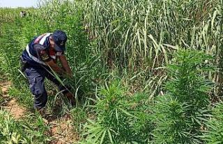 Drone tespit etti, jandarma operasyon yaptı