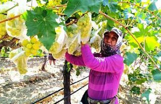 Dünyaca ünlü üzümleri korumak için 4 bin salkımı...