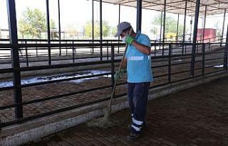 Efeler Belediyesi kurban pazarlarını bayrama hazırlıyor