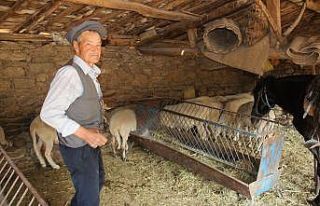 Efeler diyarının son Yörüğü atından ve koyunlarından...