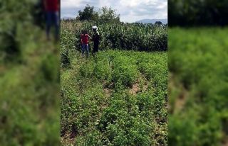 Ehliyetsiz sürücünün polisten kaçışı mısır...