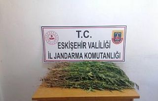 Ekili vaziyette bin 100 kök kenevir ele geçirildi