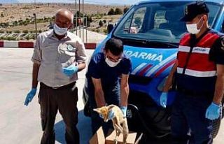 Elazığ’da jandarmadan yaralı tilkiye şefkat...