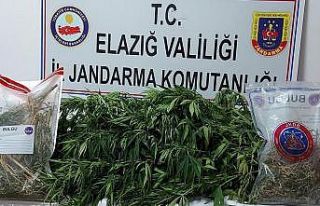 Elazığ’da kaçak kenevir eken şüpheli yakalandı