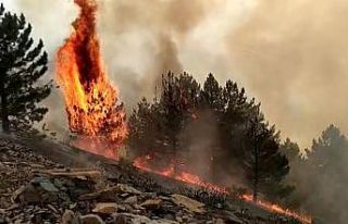 Elazığ’da orman yangını: Çok sayıda ekip sevk...
