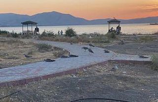 Elazığ’ın incisinde korkutan martı ölümleri