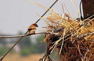 Elektrik direği serçelerin yuvası oldu