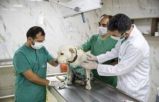 Elektrikli bisikletin arkasında sürüklenen köpek...