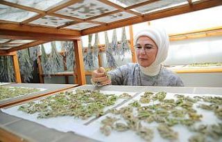 Emine Erdoğan, Zeytinburnu Tıbbi Bitkiler Bahçesi’ni...