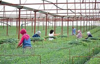 En kaliteli karanfiller Denizli’de 12 ay boyunca...