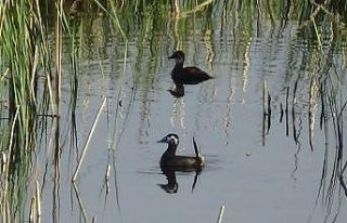 Erçek Gölü’nün müdavimleri dikkuyruklar