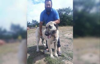 Eskişehir’de çalınan köpek Ankara’da bulundu