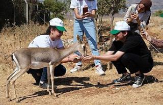 "Expo 2021 Hatay"ın maskotu: Dağ ceylanları
