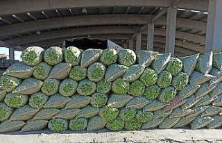 Fasulye fiyatı ile hem üreticisinin hem de esnafın...