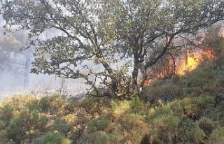 Fethiye’deki orman yangını büyümeden söndürüldü
