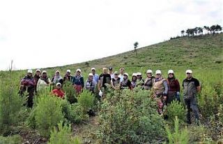 Fidanların daha güçlü büyümesi için
