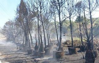 Fidanlıkta yangın paniği