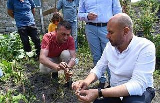 Fındığa alternatif salep: 1 m2 salep 1 dönüm...