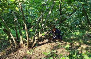 Fındık hasadı öncesi yabani ot ve dip temizliği...