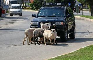 Firar eden kurbanlık koçlar trafiği birbirine kattı
