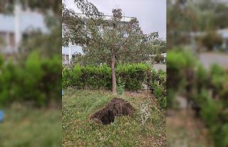 Fırtına ağaçları devirdi