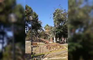 Fırtına koskoca ağaçları kökünden söktü