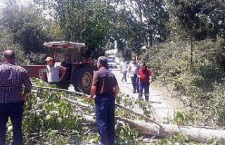Fırtınadan devrilen kavak ağacı karayolunu kapattı