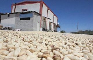 Fıstıklar ayıklanmaya başlandı