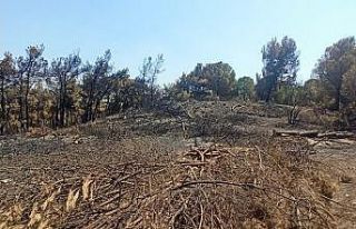 Foça’da yanan 73 hektarlık ormanlık alan yeniden...