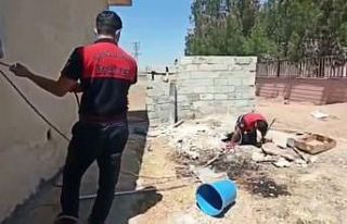 Foseptik çukuruna düşen yavru köpek kurtarıldı