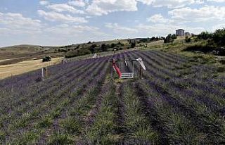 Fransa’dan gelirken getirdiği 1 avuç tohumla kendi...