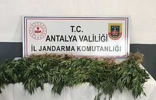 Gazipaşa’da 50 kök kenevir ele geçirildi: 1 gözaltı