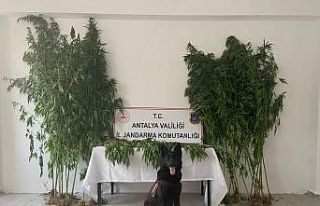 Gazipaşa’da uyuşturucu operasyonu: 1 gözaltı