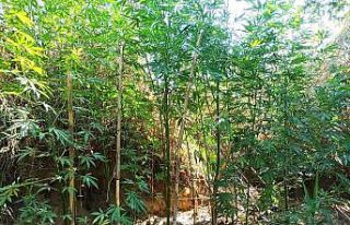 Gediz Nehri kenarında 40 kök kenevir ele geçirildi