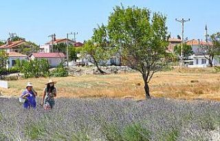 Gelibolu Tarihi Yarım Adası lavantalarla bezendi