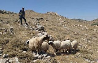 Gercüş’te kayıp koyunlar, sosyal medya sayesinde...